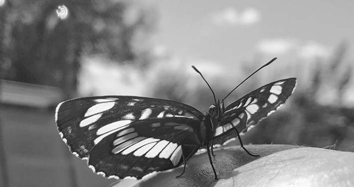 Schmetterling auf dem Bein sitzend