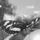Schmetterling auf dem Bein sitzend